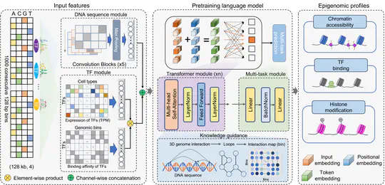 EpiGePT: a pretrained transformer-basedlanguage model for context-specific humanepigenomics